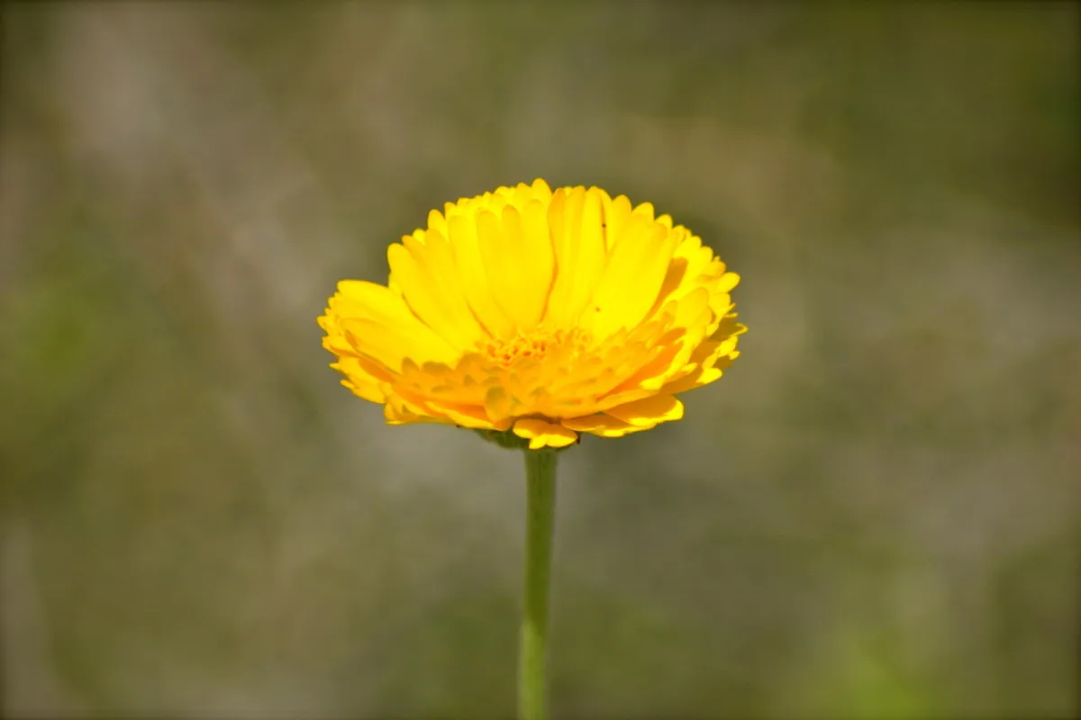 Photo of an arizonan wildflower named desert marigold.